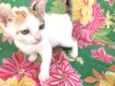 4 gatinhos