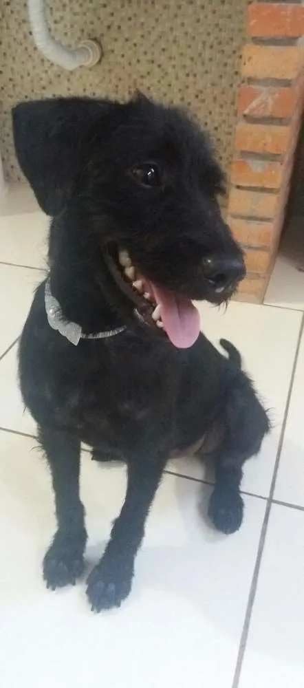 Cachorro raça indefinida idade 7 a 11 meses nome Vidinha