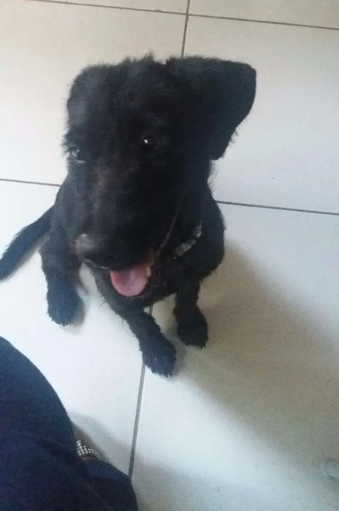Cachorro raça indefinida idade 7 a 11 meses nome Vidinha