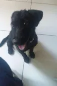 Vidinha