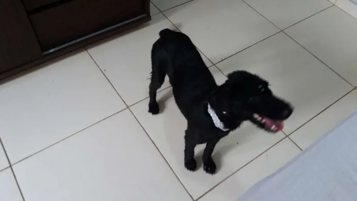 Cachorro raça indefinida idade 7 a 11 meses nome Vidinha