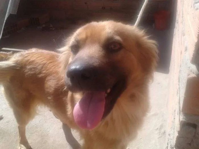 Cachorro ra a sem definição idade 3 anos nome poly
