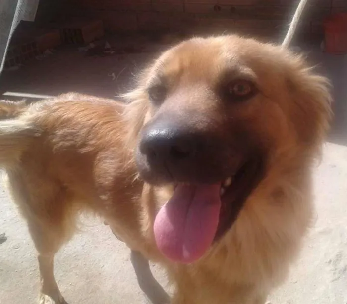 Cachorro ra a sem definição idade 3 anos nome poly
