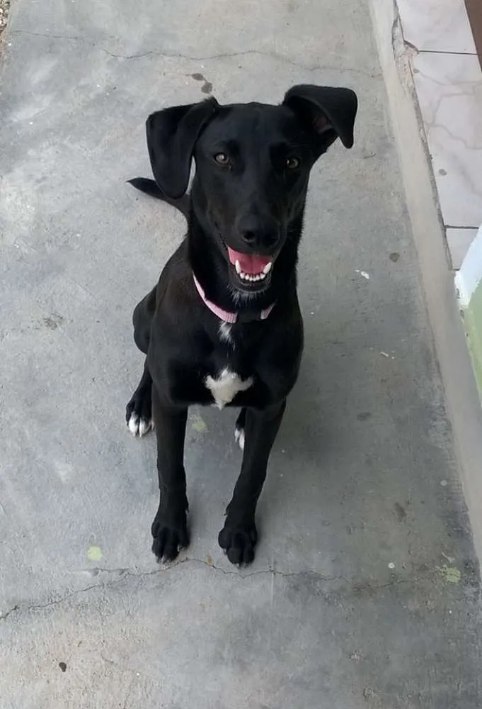 Cachorro ra a mestiça com labrador idade 7 a 11 meses nome Maggie