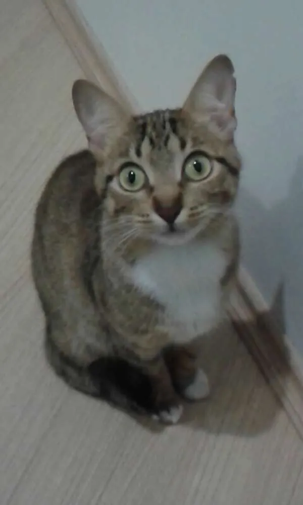 Gato ra a SRD idade 2 anos nome MEG