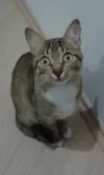 MEG