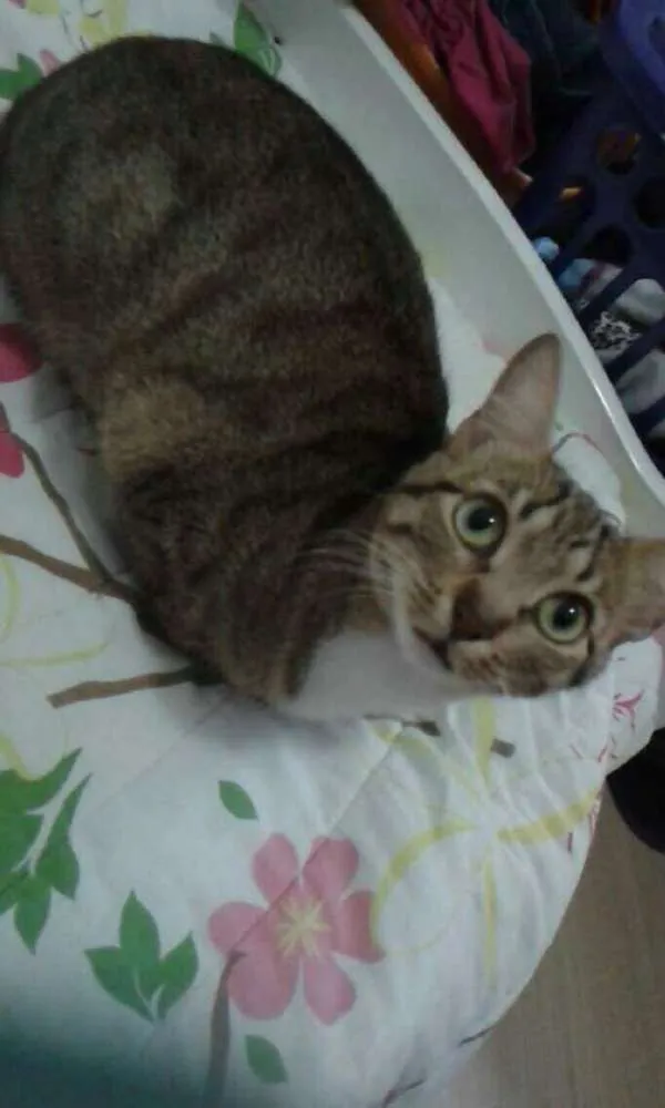 Gato ra a SRD idade 2 anos nome MEG