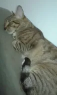 MEG