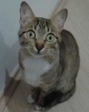 Gato raça SRD idade 2 anos nome MEG