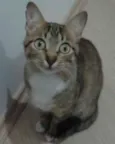 MEG