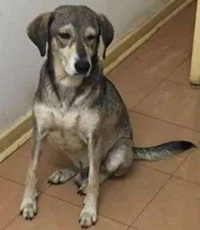 Cachorro ra a Vira lata idade 4 anos nome Contenção