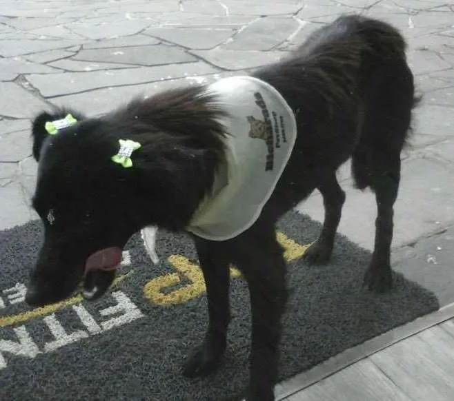 Cachorro ra a Sem raça  idade 7 a 11 meses nome Pretinha
