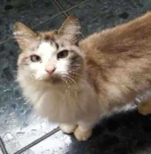 Gato raça  idade  nome Mina