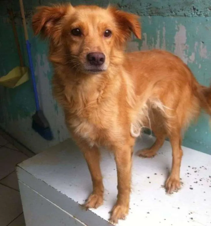 Cachorro ra a  idade 3 anos nome Nicole
