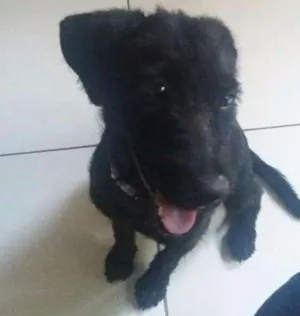 Cachorro raça indefinida idade 7 a 11 meses nome Vidinha