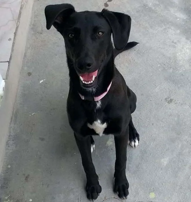 Cachorro ra a mestiça com labrador idade 7 a 11 meses nome Maggie