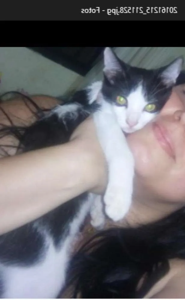 Gato ra a SRD idade 2 a 6 meses nome Mashall