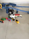 Gatita