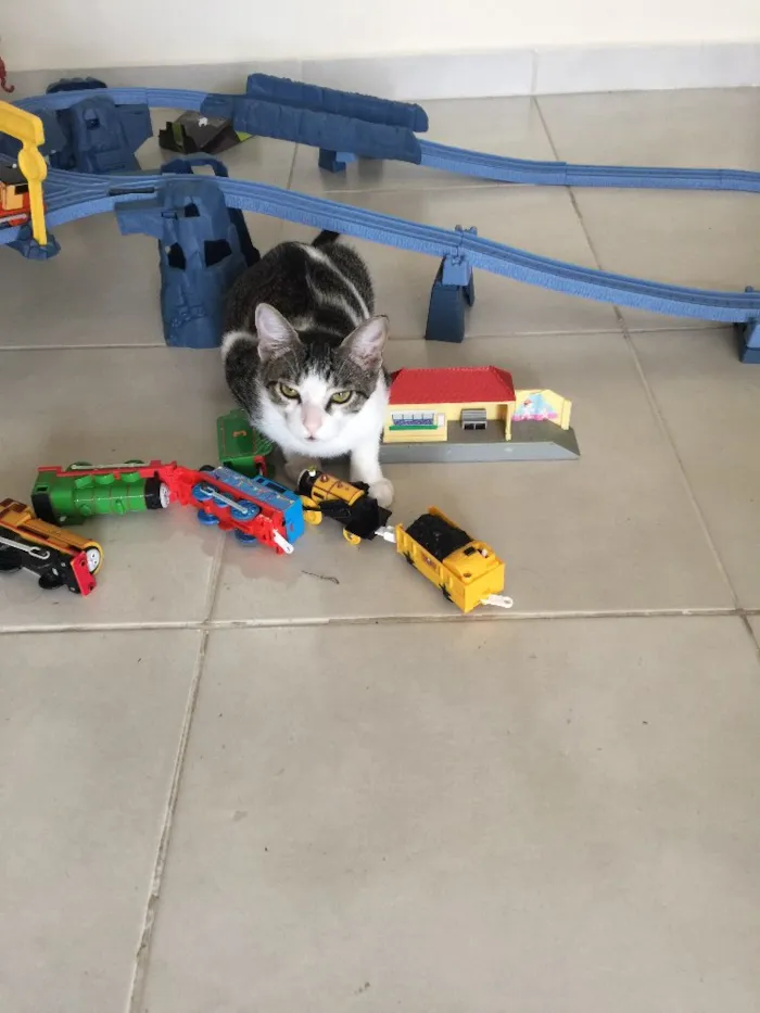 Gato raça  idade 7 a 11 meses nome Gatita