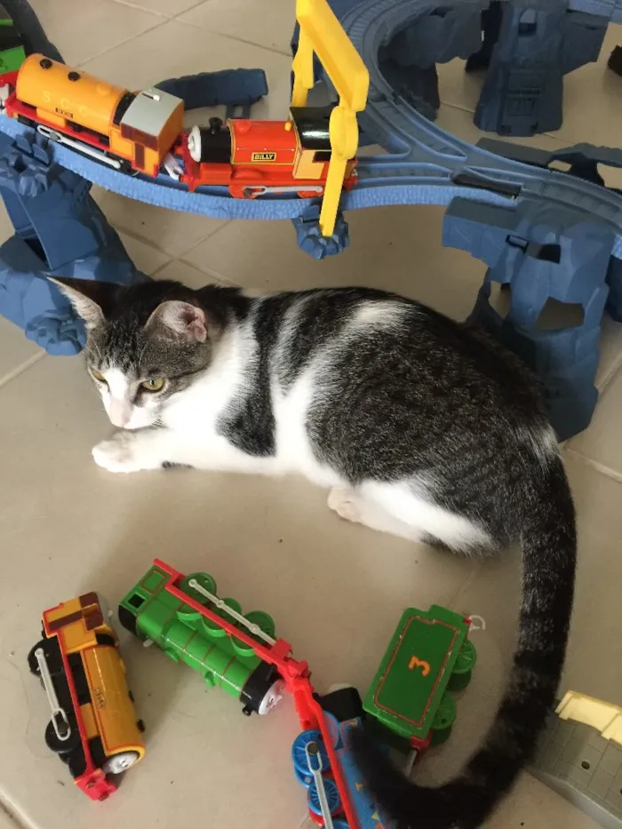 Gato raça  idade 7 a 11 meses nome Gatita