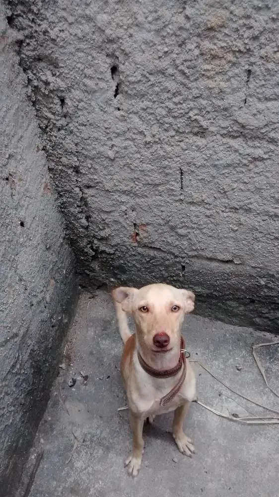 Cachorro raça Srd idade 1 ano nome Dick