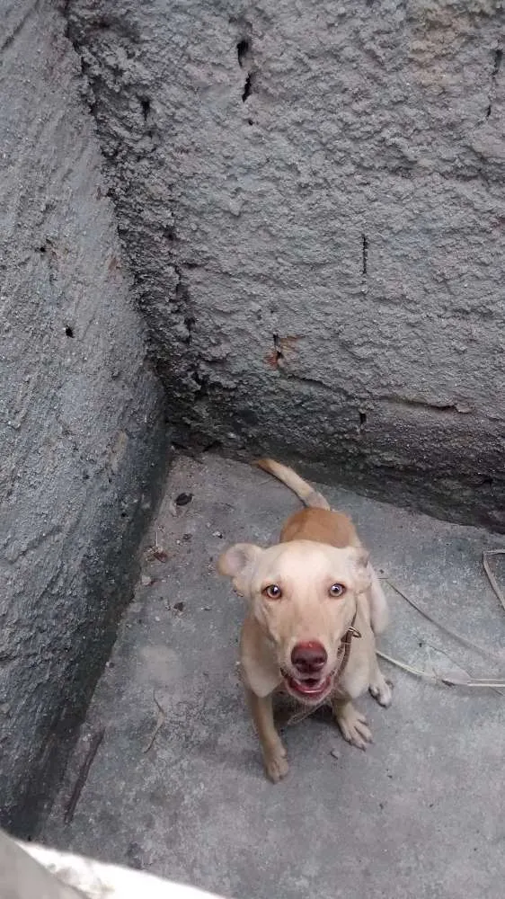 Cachorro raça Srd idade 1 ano nome Dick
