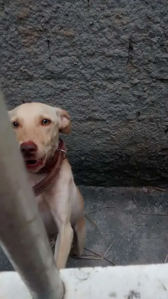Cachorro raça Srd idade 1 ano nome Dick