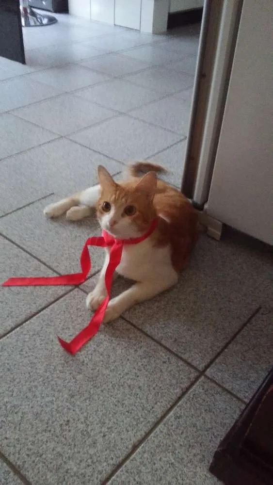 Gato ra a Comum idade 1 ano nome Guga