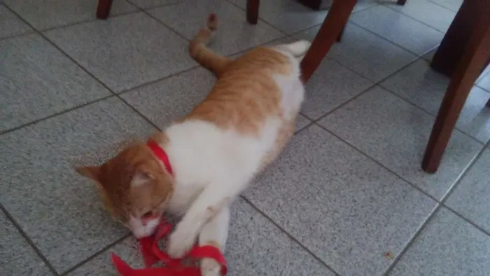 Gato ra a Comum idade 1 ano nome Guga