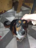 Susi