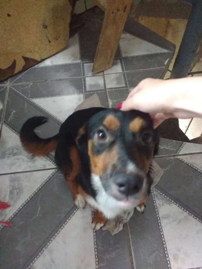 Cachorro ra a Vira lata idade 1 ano nome Susi