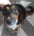 Susi