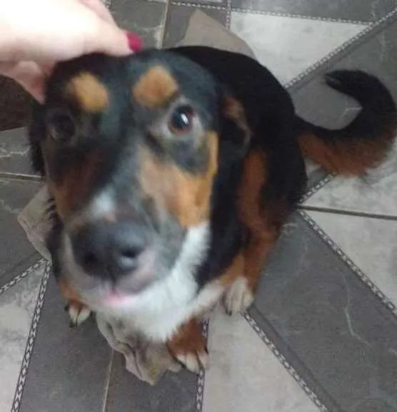 Cachorro ra a Vira lata idade 1 ano nome Susi