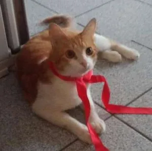 Gato raça Comum idade 1 ano nome Guga