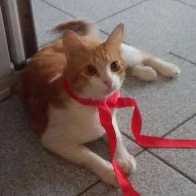 Gato ra a Comum idade 1 ano nome Guga