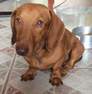 Cachorro raça Cofap idade 3 anos nome .