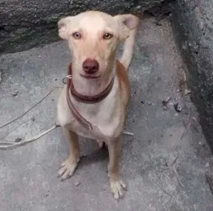 Cachorro raça Srd idade 1 ano nome Dick