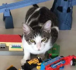 Gato raça  idade 7 a 11 meses nome Gatita