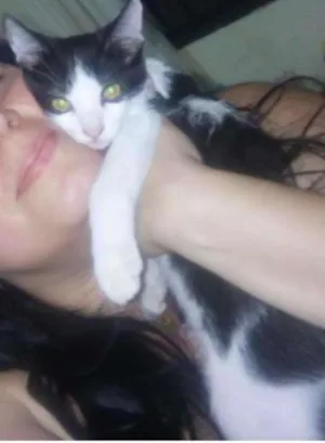 Gato raça SRD idade 2 a 6 meses nome Mashall