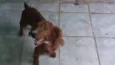 Beethoven