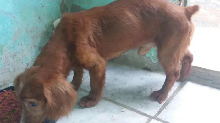 Gato ra a Cocker idade 6 ou mais anos nome Beethoven