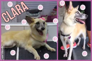 Cachorro raça SRD idade 3 anos nome MARIA CLARA