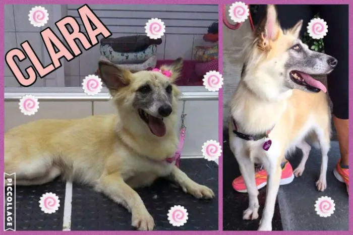 Cachorro ra a SRD idade 3 anos nome MARIA CLARA