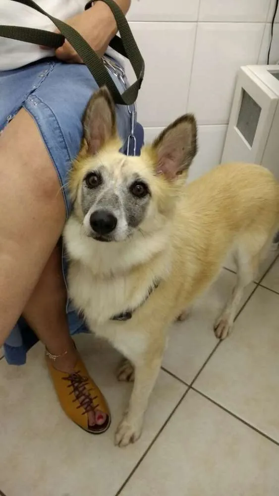 Cachorro ra a SRD idade 3 anos nome MARIA CLARA