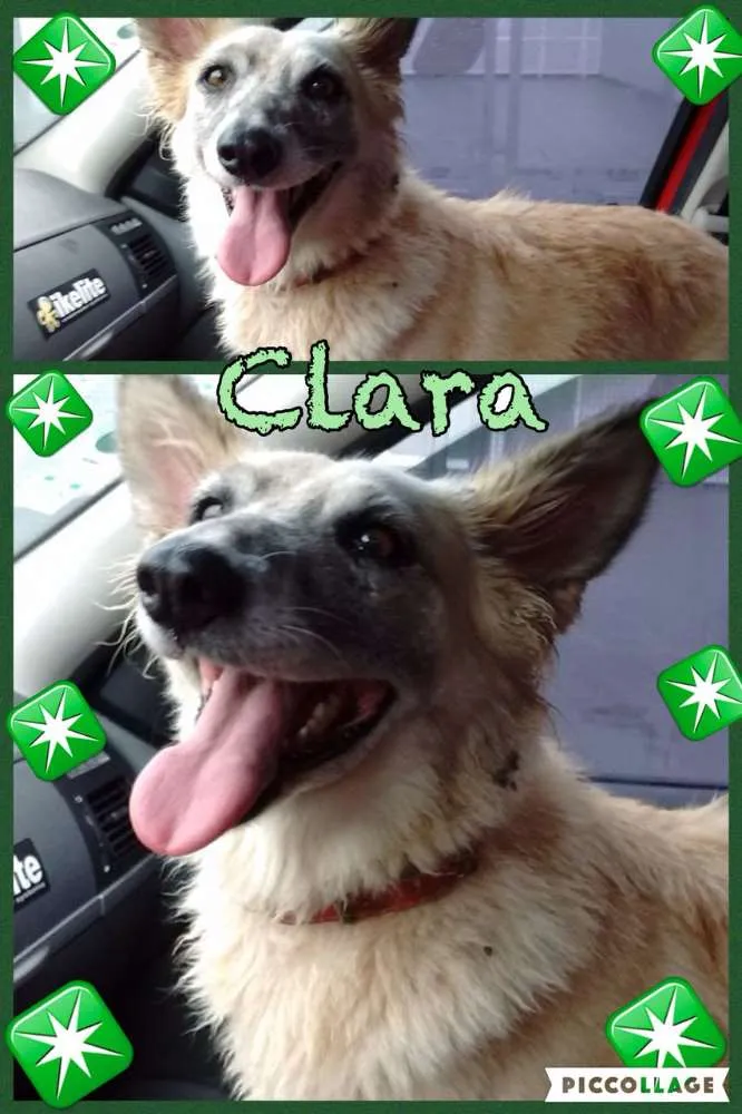Cachorro ra a SRD idade 3 anos nome MARIA CLARA