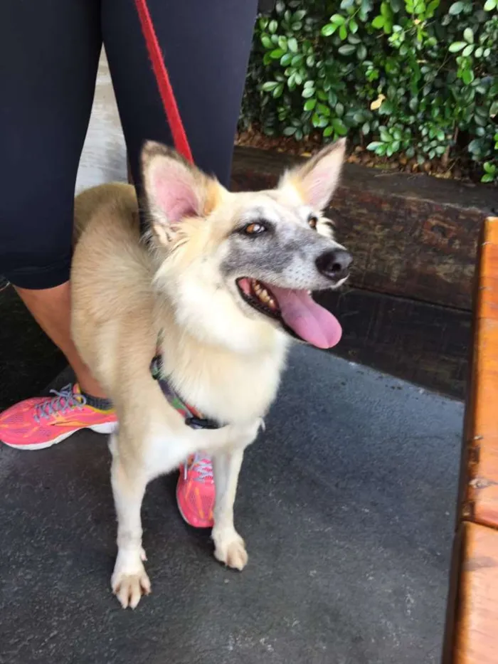 Cachorro ra a SRD idade 3 anos nome MARIA CLARA