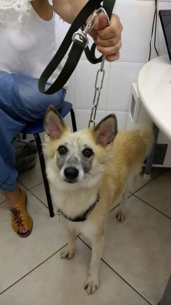 Cachorro ra a SRD idade 3 anos nome MARIA CLARA