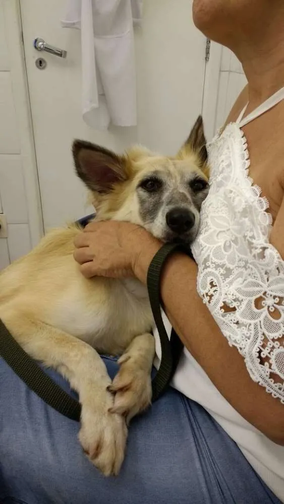 Cachorro ra a SRD idade 3 anos nome MARIA CLARA