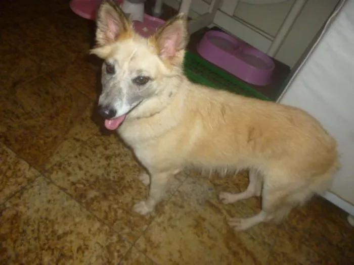 Cachorro ra a SRD idade 3 anos nome MARIA CLARA