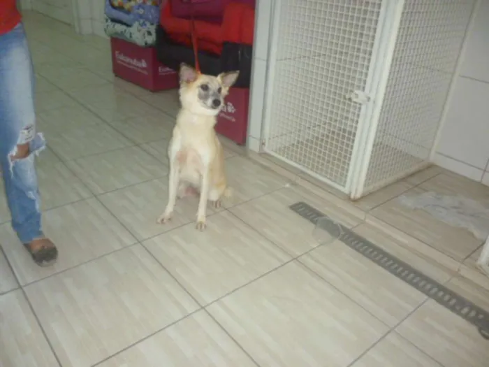 Cachorro ra a SRD idade 3 anos nome MARIA CLARA